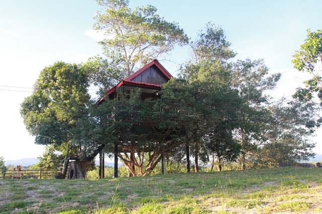 Borneo Ant House The modern tree house. Wonder if it is air conditioned?